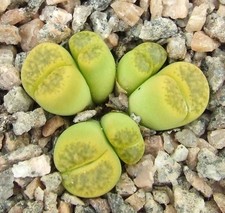 Lithops bromfieldii sulphurea for sale  EASTBOURNE