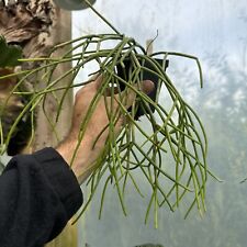 Rhipsalis baccifera clone for sale  Spartansburg