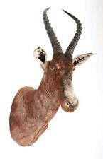 Taxidermy head african for sale  MORPETH