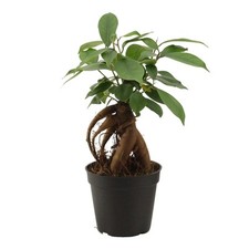 Bonsai ficus micr. usato  Terlizzi