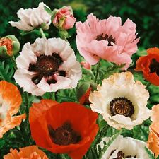 250 poppy papaver for sale  GRANTHAM