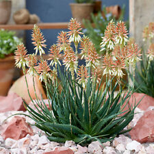 Aloe safari sunrise for sale  Tucson