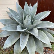 Agave ovatifolia frosty for sale  Tucson