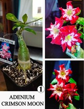 Adenium crimson moon gebraucht kaufen  Wermsdorf