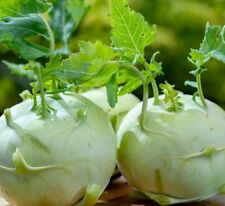 Giant white kohlrabi for sale  Minneapolis