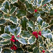 Ilex aquifolium new for sale  GLASGOW