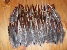 Large cock pheasant for sale  ABERDEEN