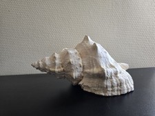 Coquillage conque blanc d'occasion  Savigny-le-Temple