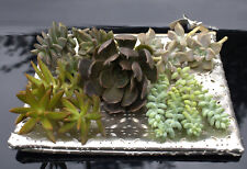Succulents prime beautiful for sale  Quincy