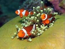 Clown anemone fish for sale  EDINBURGH