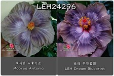 Moorea antonia leh gebraucht kaufen Moorea antonia leh gebraucht kaufen  München