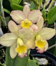 Pot fairyland blooming for sale  Fleming Island