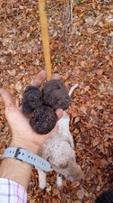 Tartufo uncinato usato  Maleo
