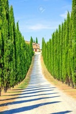 Italian cypress seeds for sale  Russell
