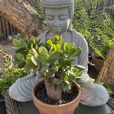 Jade plant crassula for sale  Van Nuys