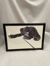 Black labrador laying for sale  HORNCASTLE