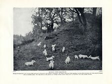 Sealyham terrier old for sale  COLEFORD
