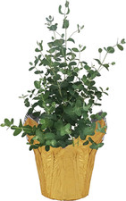 Live aromatic healthy for sale  Denver
