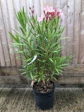 oleander for sale oleander for sale WORTHING