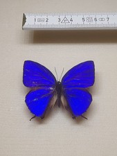 Arthopala agaba männchen gebraucht kaufen  Halle