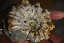 Grande ammonite douvilleiceras d'occasion  Pont-à-Mousson