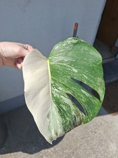 Monstera albo half for sale  Ireland
