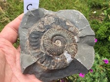 180 million year for sale  KNARESBOROUGH