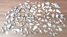 Riesen schnecken seeigel gebraucht kaufen  Schwerin