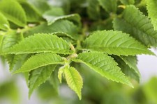 Ulmus hollandica jacqueline gebraucht kaufen  Westerstede