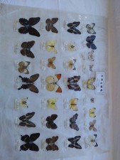 Real taiwan mounted for sale Real taiwan mounted for sale  Fiddletown