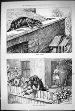 Old 1882 pigeon for sale  UK