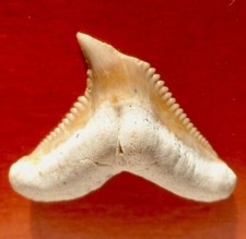 Priabonian fossil shark d'occasion  Expédié en Belgium