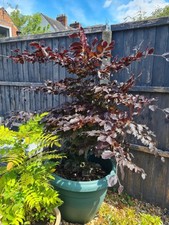 Copper beech for sale  ATHERSTONE