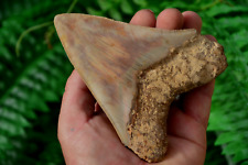Bargain....big megalodon shark for sale  UK