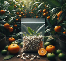 Graines calamondin thai d'occasion  Toulouse-