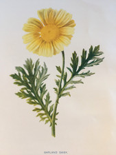 Garland daisy botanical for sale Garland daisy botanical for sale  TORRINGTON