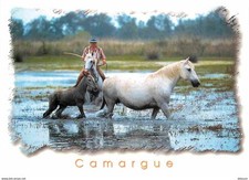 Animaux chevaux camargue d'occasion  Fruges