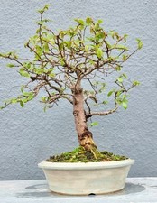 Chinese elm bonsai for sale  NEWPORT