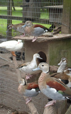 Ring teal duck for sale  Egg Harbor City