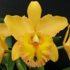 Blc waianae king for sale  Laurens