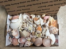 1lb seashells florida for sale  Sebastian