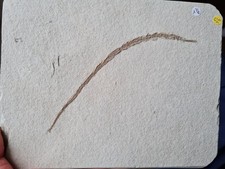Poisson fossile syngnathus d'occasion  Sessenheim