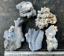 Natural blue coral d'occasion  Expédié en Belgium