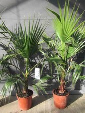 Washingtonia robusta mexican gebraucht kaufen  Wuppertal