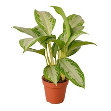 Chinese evergreen silver for sale  Old Town