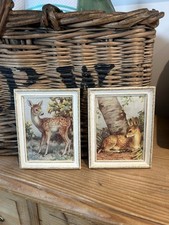 madryn miniature for sale madryn miniature for sale SKIPTON
