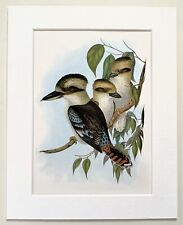 Australian laughing kookaburra for sale  NORWICH