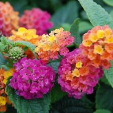 Lantana plug plants for sale  LONDON