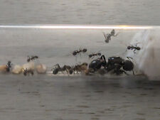 Colonie fourmis messor d'occasion  Maisons-Alfort
