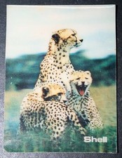 Cheetah cubs vintage for sale  DERBY